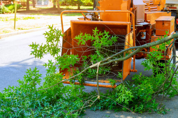 Trusted De Leon, TX Tree Service Experts